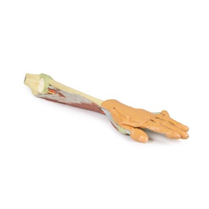 Forearm and hand – deep dissection