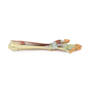 Forearm and hand - deep dissection - Australian Physiotherapy Equipment