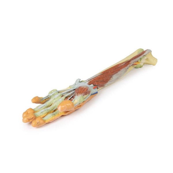 Forearm and hand - deep dissection - Australian Physiotherapy Equipment