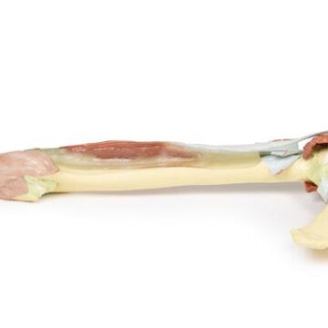 Upper Limb - biceps, bones and ligaments