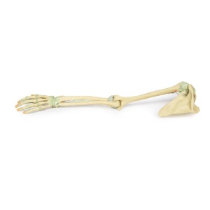Upper Limb Ligaments