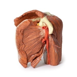 Shoulder (left) – Superficial muscles and axillary/brachial artery