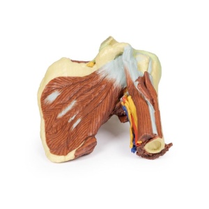 Shoulder – deep dissection of the left shoulder joint, musculature, and associated nerves and vessels
