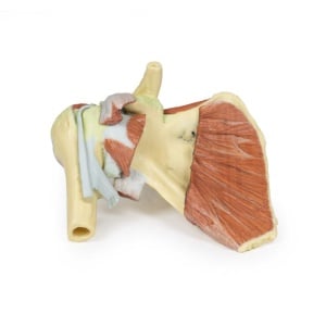 Shoulder – deep dissection of a right shoulder girdle, preserving a complete scapula, lateral clavicle, and proximal humerus
