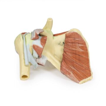 Shoulder - deep dissection of a right shoulder girdle, preserving a complete scapula, lateral clavicle, and proximal humerus