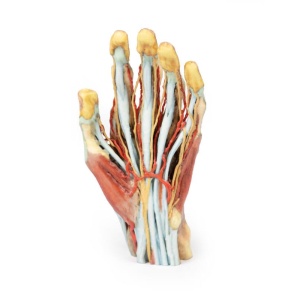 Hand