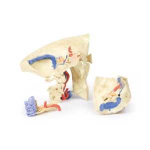Temporal Bone Model, Set of 3