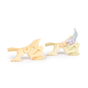 Paranasal Sinus model