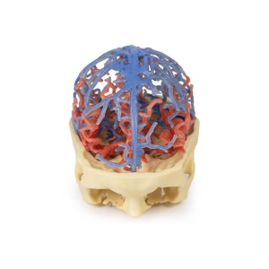 3D Printed Anatomy – Arterial and Venous Circulation