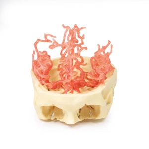 3D Printed Anatomy – Arterial Circulation