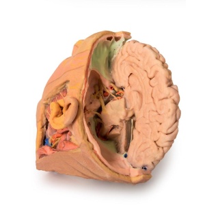 Head and Neck