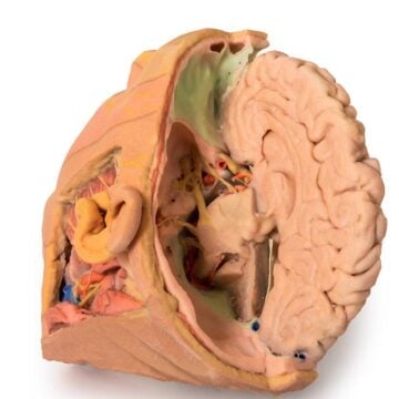 Head and Neck