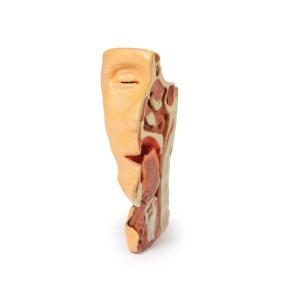 3D Printed Anatomical Models