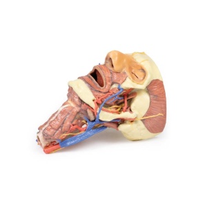 Head and visceral column of the neck