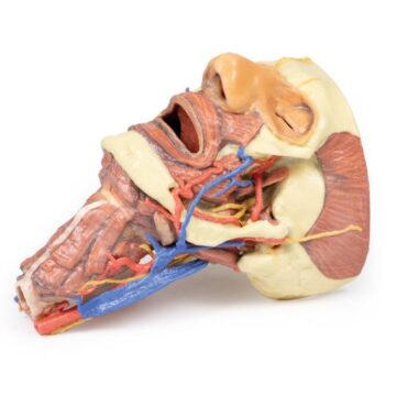 Head and visceral column of the neck