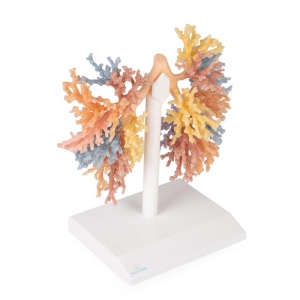 Bronchial Tree