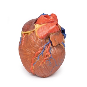Heart