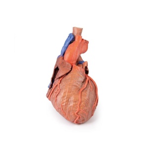 Heart and the distal trachea, carina and primary bronchi
