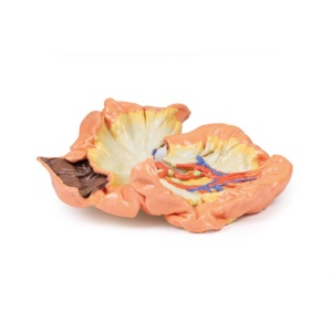 Bowel – Portion of Jejenum