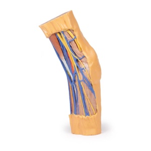 Cubital Fossa