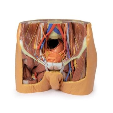 Male Pelvis