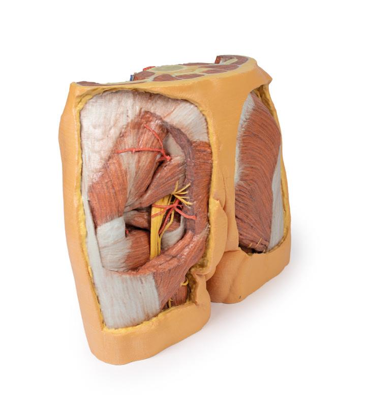Male Pelvis - 2