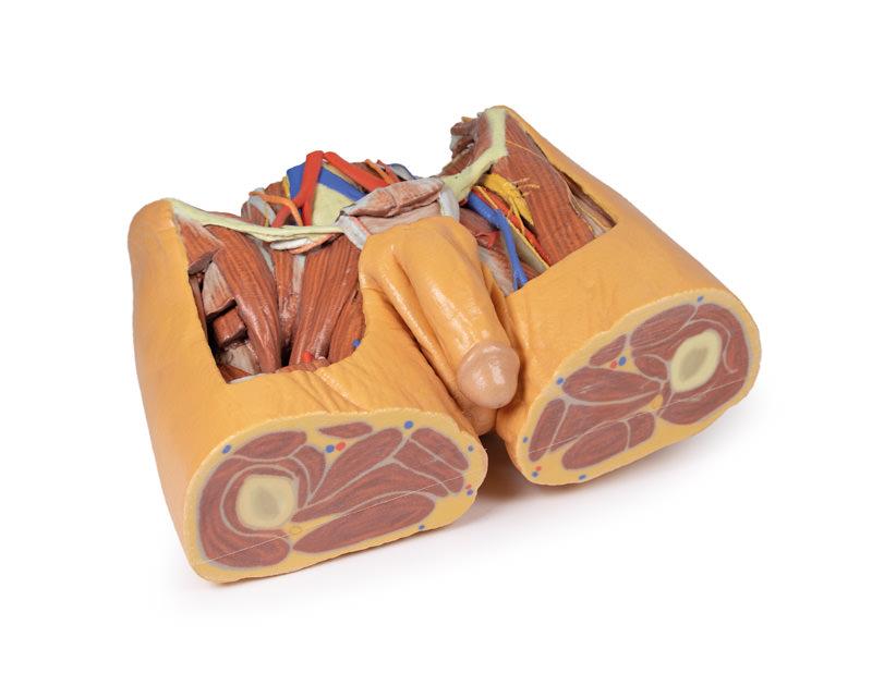 Male Pelvis - 5