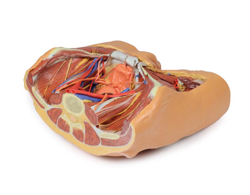 Male Pelvis - 7