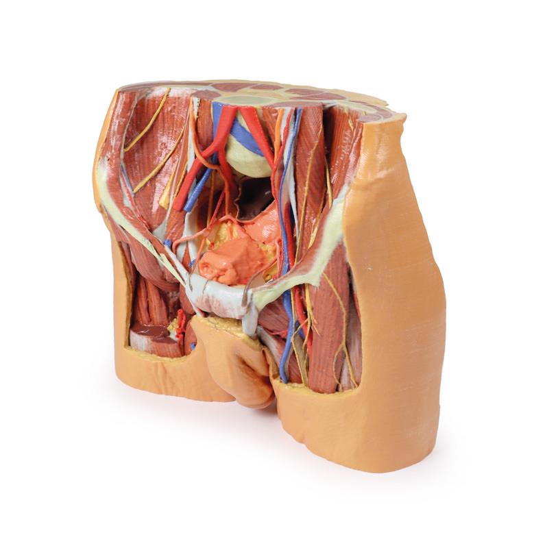 Male Pelvis - 8
