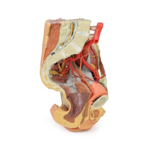 Female left pelvis and proximal thigh