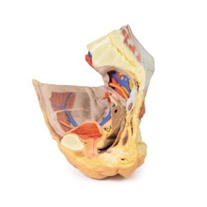 Female right pelvis superficial and deep structures