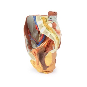 Female right pelvis