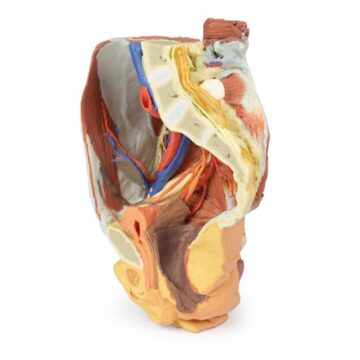 Female right pelvis