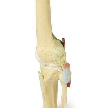 Knee Joint, extended