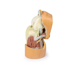 Flexed knee joint deep dissection