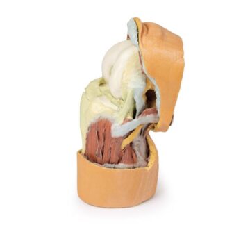 Flexed knee joint deep dissection