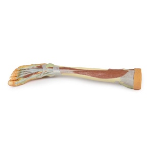 Lower Limb – deep dissection