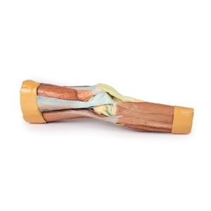 Lower Limb Musculature