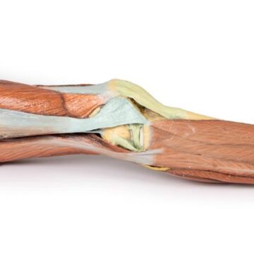 Lower Limb Musculature