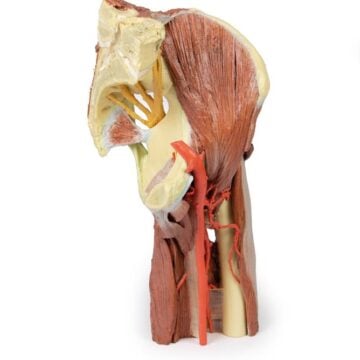Lower Limb - deep dissection of a left pelvis and thigh