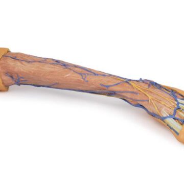 Lower Limb superficial veins
