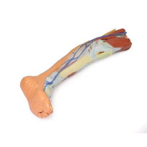 Lower limb superficial dissection