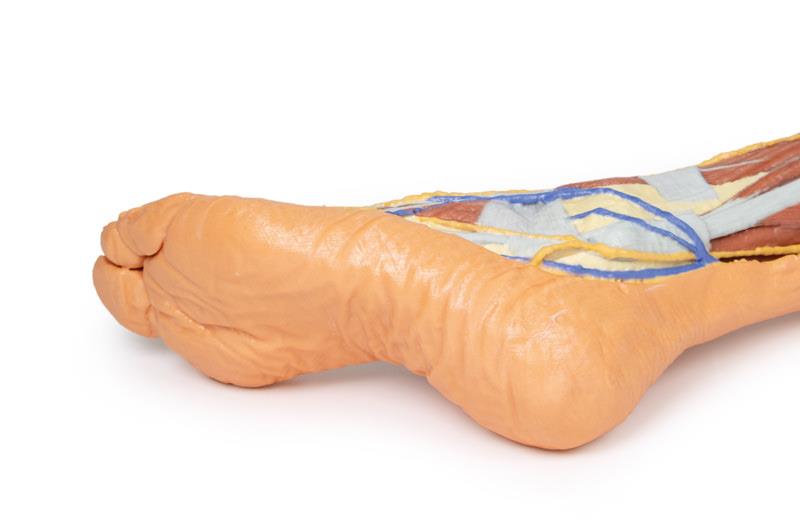Lower limb superficial dissection - 13