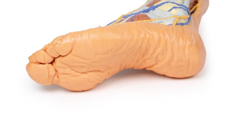 Lower limb superficial dissection - 14