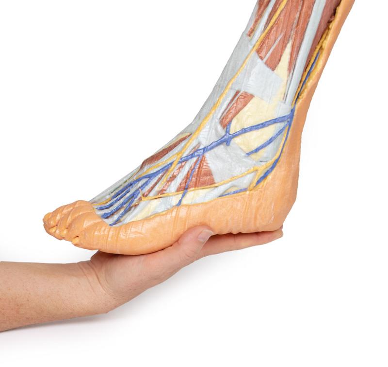 Lower limb superficial dissection - 15