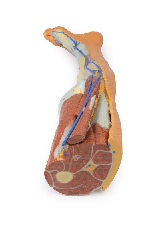 Lower limb superficial dissection - 6