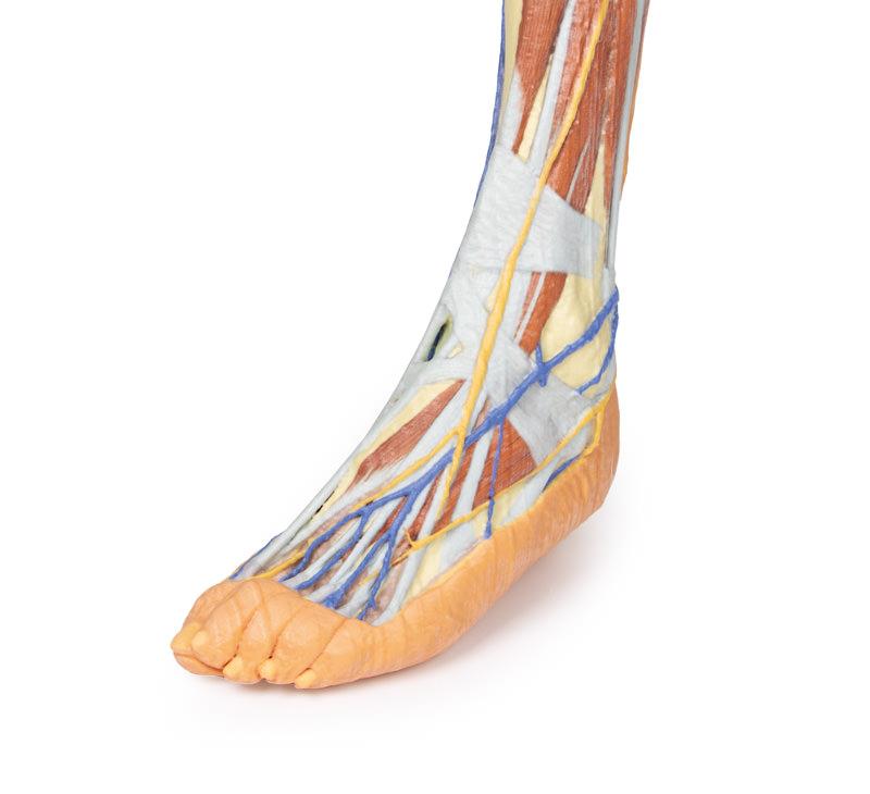 Lower limb superficial dissection - 9
