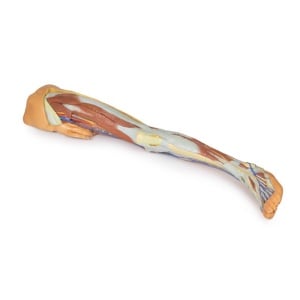 Lower limb superficial dissection with male left pelvis