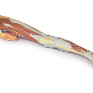 Lower limb superficial dissection with male left pelvis