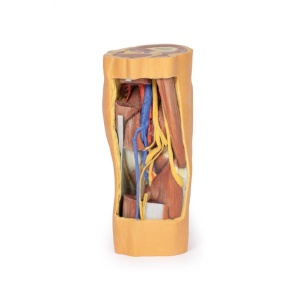 Popliteal Fossa distal thigh and proximal leg